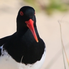 Haematopus longirostris (Australian Pied Oystercatcher) at Cunjurong Point, NSW - 15 Sep 2015 by CharlesDove