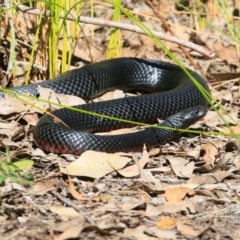 Pseudechis porphyriacus (Red-bellied Black Snake) at Lake Conjola, NSW - 13 Sep 2015 by CharlesDove