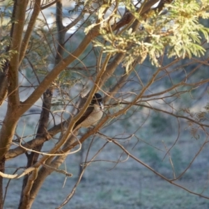 Cracticus torquatus at Lake George, NSW - 23 Jun 2018 04:02 PM