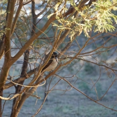 Cracticus torquatus (Grey Butcherbird) at Lake George, NSW - 23 Jun 2018 by MPennay