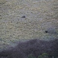 Vombatus ursinus (Bare-nosed Wombat) at Lake George, NSW - 22 Jun 2018 by MPennay