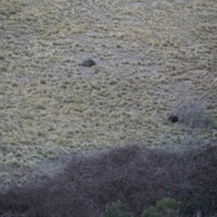 Vombatus ursinus (Common wombat, Bare-nosed Wombat) at Lake George, NSW - 22 Jun 2018 by MPennay