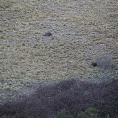 Vombatus ursinus (Bare-nosed Wombat) at Lake George, NSW - 22 Jun 2018 by MPennay