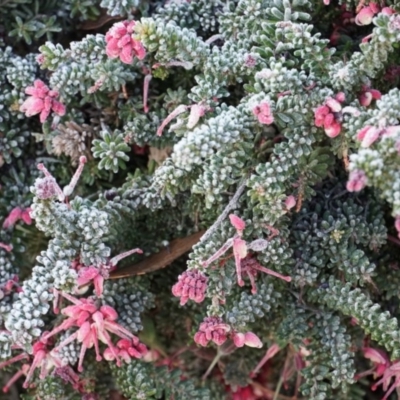 Grevillea lanigera (Woolly Grevillea) at Tarago, NSW - 24 Jun 2018 by MPennay