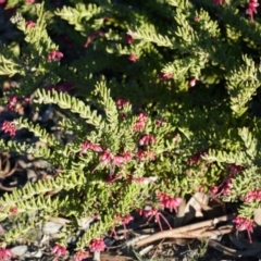 Grevillea lanigera at Tarago, NSW - 24 Jun 2018 04:17 PM