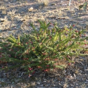 Grevillea lanigera at Tarago, NSW - 24 Jun 2018 04:17 PM