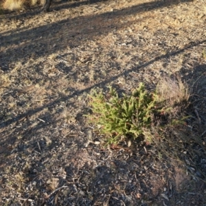 Grevillea lanigera at Tarago, NSW - 24 Jun 2018 04:17 PM