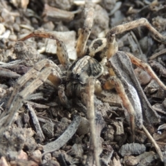 Venatrix speciosa (Wolf spider) at Conder, ACT - 7 Jan 2018 by michaelb