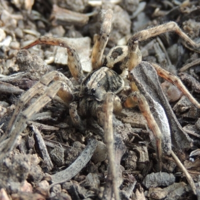 Venatrix speciosa (Wolf spider) at Conder, ACT - 8 Jan 2018 by MichaelBedingfield