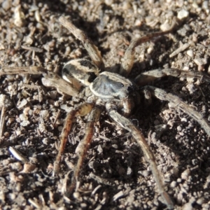 Venatrix speciosa at Conder, ACT - 8 Jan 2018