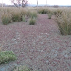 Azolla filiculoides (Water Fern) at Campbell, ACT - 28 May 2018 by michaelb