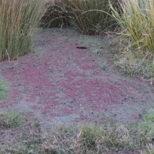 Azolla rubra at Campbell, ACT - 28 May 2018 06:57 PM