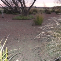 Azolla rubra at Campbell, ACT - 28 May 2018 06:57 PM