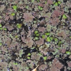 Ricciocarpos natans (Floating Liverwort) at Barton, ACT - 28 May 2018 by MichaelBedingfield
