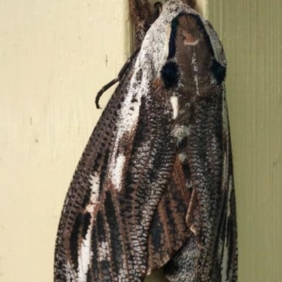 Endoxyla encalypti (Wattle Goat Moth) at Undefined - 16 Dec 2017 by CRSImages