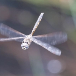 Hemicordulia tau at Narrawallee Foreshore and Reserves Bushcare Group - 17 Dec 2016 12:00 PM