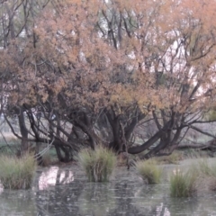 Salix nigra (Black Willow) at Barton, ACT - 28 May 2018 by MichaelBedingfield