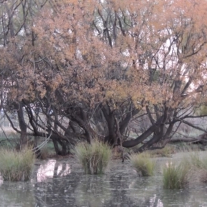 Salix nigra at Barton, ACT - 28 May 2018 07:01 PM