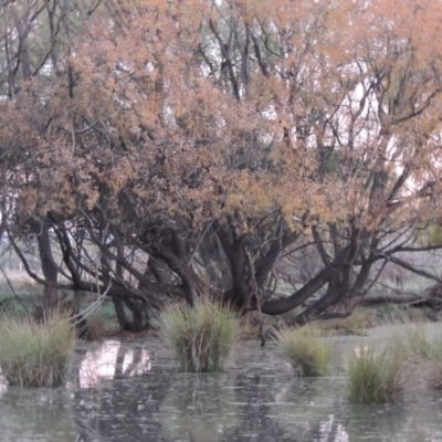 Salix nigra (Black Willow) at Barton, ACT - 28 May 2018 by MichaelBedingfield