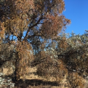 Amyema miquelii at Belconnen, ACT - 24 Jun 2018