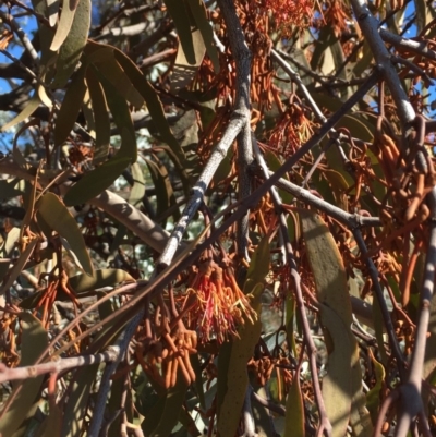 Amyema miquelii (Box Mistletoe) at Belconnen, ACT - 24 Jun 2018 by miktav