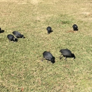 Fulica atra at Belconnen, ACT - 24 Jun 2018