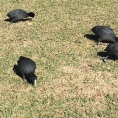 Fulica atra at Belconnen, ACT - 24 Jun 2018