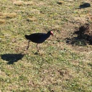 Porphyrio melanotus at Belconnen, ACT - 24 Jun 2018 11:51 AM