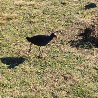 Porphyrio melanotus (Australasian Swamphen) at Belconnen, ACT - 24 Jun 2018 by miktav