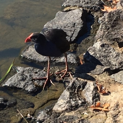 Porphyrio melanotus (Australasian Swamphen) at Belconnen, ACT - 24 Jun 2018 by miktav