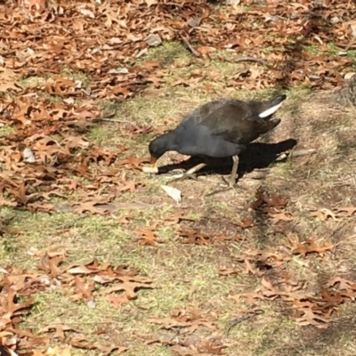 Gallinula tenebrosa (Dusky Moorhen) at Belconnen, ACT - 24 Jun 2018 by miktav