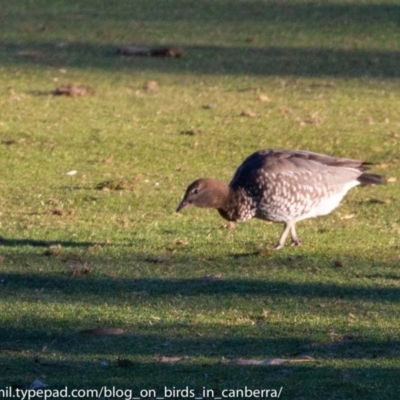 Chenonetta jubata (Australian Wood Duck) at Red Hill, ACT - 23 Jun 2018 by BIrdsinCanberra