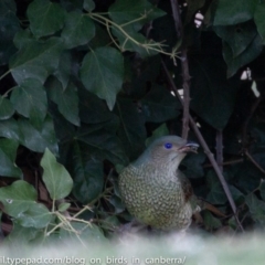 Ptilonorhynchus violaceus (Satin Bowerbird) at Federal Golf Course - 23 Jun 2018 by BIrdsinCanberra