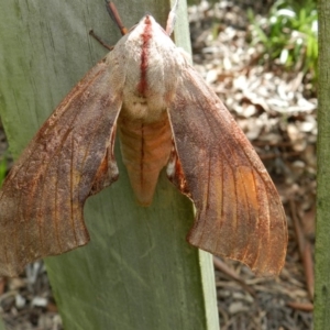 Coequosa australasiae at Wolumla, NSW - 6 Mar 2012 02:03 PM