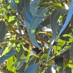 Acanthorhynchus tenuirostris at Macarthur, ACT - 24 Jun 2018