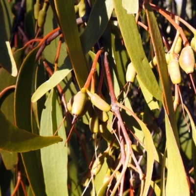 Amyema miquelii (Box Mistletoe) at Macarthur, ACT - 24 Jun 2018 by RodDeb