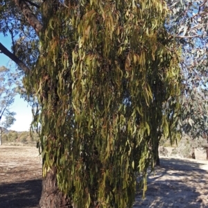 Amyema miquelii at Macarthur, ACT - 24 Jun 2018