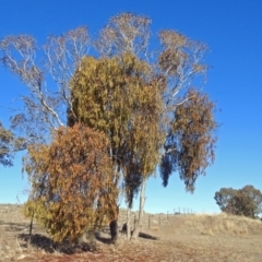 Amyema miquelii at Macarthur, ACT - 24 Jun 2018