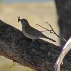 Colluricincla harmonica (Grey Shrikethrush) at Macarthur, ACT - 24 Jun 2018 by RodDeb