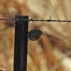 Smicrornis brevirostris at Gilmore, ACT - 24 Jun 2018