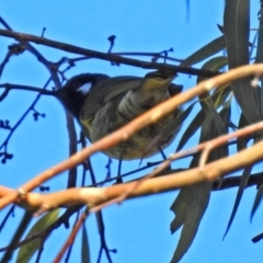 Nesoptilotis leucotis (White-eared Honeyeater) at Macarthur, ACT - 24 Jun 2018 by RodDeb