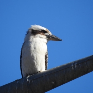 Dacelo novaeguineae at Gordon, ACT - 24 Jun 2018