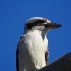 Dacelo novaeguineae at Gordon, ACT - 24 Jun 2018