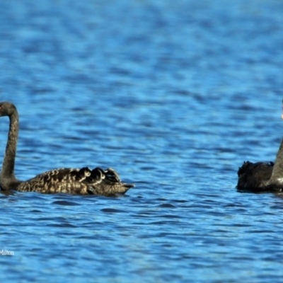 Cygnus atratus (Black Swan) at Milton, NSW - 4 Sep 2015 by CharlesDove