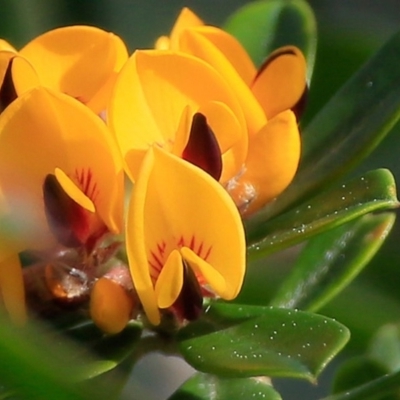 Pultenaea daphnoides (Large-leaf Bush-pea) at South Pacific Heathland Reserve - 9 Sep 2015 by CharlesDove