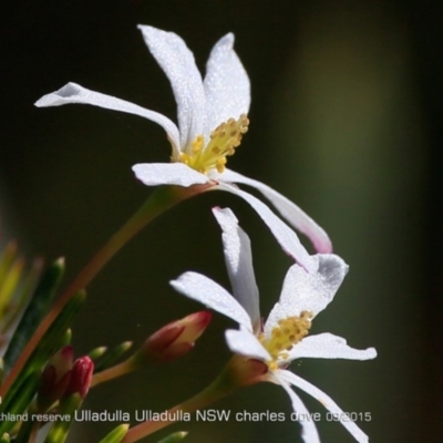 Ricinocarpos pinifolius (wedding bush) at South Pacific Heathland Reserve - 8 Sep 2015 by CharlesDove