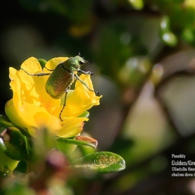 Scarabaeidae (family) (Scarab beetle, curl grub) at Ulladulla, NSW - 8 Sep 2015 by Charles Dove