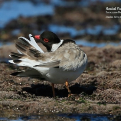 Charadrius rubricollis (Hooded Plover) at South Pacific Heathland Reserve - 9 Sep 2015 by Charles Dove