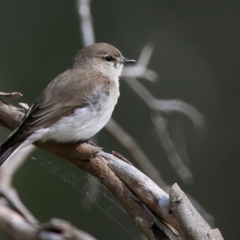 Microeca fascinans (Jacky Winter) at Yatte Yattah, NSW - 8 Sep 2015 by Charles Dove