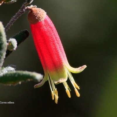 Correa reflexa (Common Correa, Native Fuchsia) at South Pacific Heathland Reserve - 10 Sep 2015 by CharlesDove